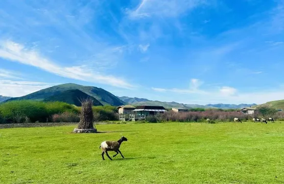 夏河桑青營地