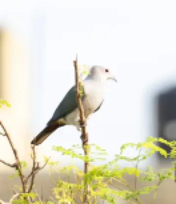 優雅逸境加勒民宿