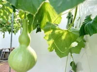 Gucheng Shiguangyuan Homestay - صديق للحيوانات الاليفة