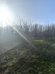 cocodalalvshanyuan
