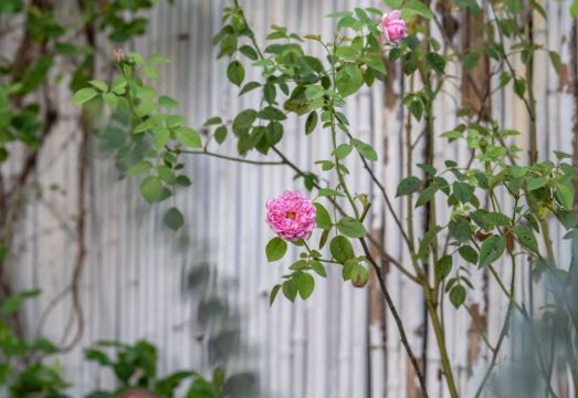 Hangzhou Shanzhiwu Homestay