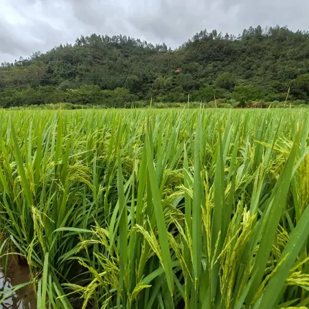 Yangchun Spring Neighbor • Riyue Huayuan Homestay