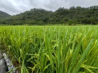 Yangchun Spring Neighbor • Riyue Huayuan Homestay - Mountain view