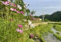 TangLi-Garden - วิว