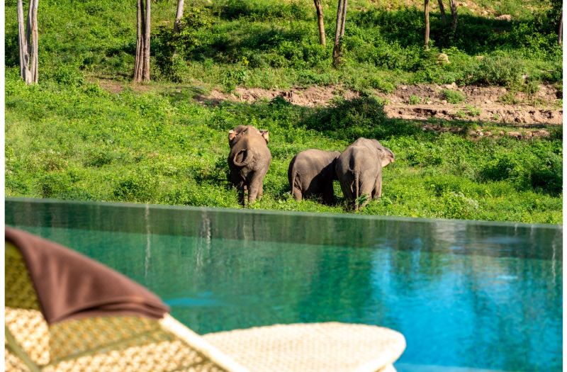 Wild Cottages Elephant Sanctuary Resort photo 4