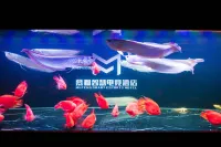 Mufeng Smart E-sports Hotel (Harbin West Station) Отели в г. 