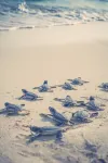 InterContinental Hotels PRESIDENTE COZUMEL RESORT SPA by IHG - Romantic