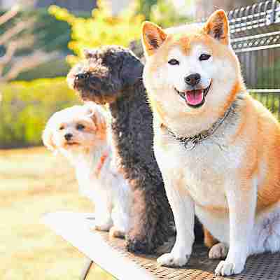 リブマックスリゾート伊豆高原テラス＆スパ Hotel Exterior