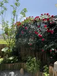 Guxi Yashe · Yunjian Mountain View Holiday Beauty Su (Wangxiangu Scenic Area) Hotels near Zhangjian Village - Campsite