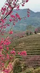Jinrun Hotel - balkon