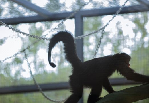 Zhongnan Vacation East Africa Prairie Hotel Hotel Overview