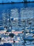 Hotel Indigo Sayram Lake - Scenic