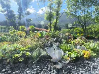 THE BEGONIA - Mountain view