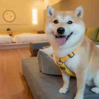 嬉野八十八 Rooms