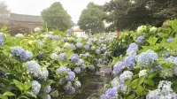 Resource Jinshan Manor - Mountain view