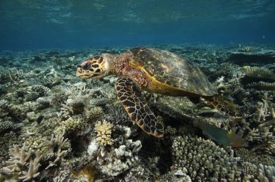 ホテル周辺 アンサナ イフル モルディブの写真