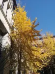 Dingfeng International Hotel Hotels in Xintian
