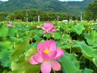 悅棲灣·美好光影輕奢與禪意·山居療愈庭院（九華山風景區店） 九華山大願文化園-九華大佛附近的飯店