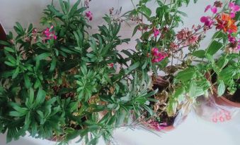 Qinghai Lake Tianyi Jiayuan Farm Stay