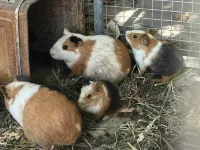 Meet the animal homestay
