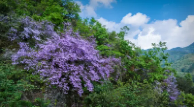 Lishan Sengu · Senjue Xisu