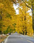 Miyunye Luxury Private Tang Homestay (Kangding Branch) - Romantic