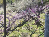 Guidong Yunshang Flower Blossom Homestay