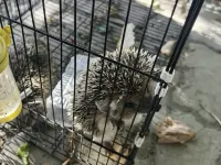 Meet the animal homestay