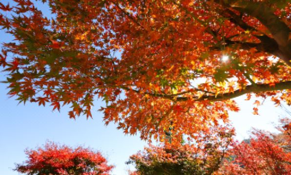 Xinfeng Lingnan maple leaves World