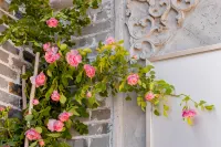 Floral Dongguanli Courtyard Chinese Inn (Yangzhou Dongguan Street Geyuan Garden)