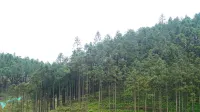 The Heart of Jiuling Mountain Resort Hotel - con vista montagne