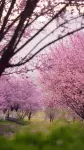 XiangruiXiyin Shanye Suxi parent-child vacation beauty accommodation - Mountain view