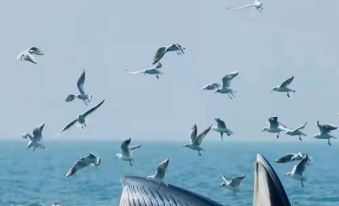 Weizhou Island jackfruit seascape resort manor (Nanwan Shiluokou beach scenic spot store)