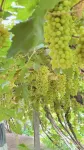 Turpan · Baijiage · Rock Yanjing Grape Courtyard Homestay (Grape Valley Scenic Area Qingwa Alley) - Kitchens