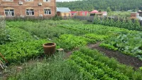 Erguna Wenqiang Travel Homestay Hotels in Linjiang Village