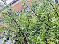Liuba Yujian Mountain Bamboo Homestay
