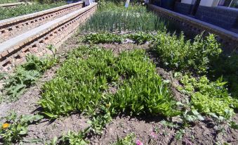 Qinghai Lake Tianyi Jiayuan Farm Stay