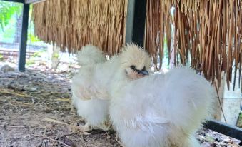 Tantai Eco Farm Stay at Khao Yai