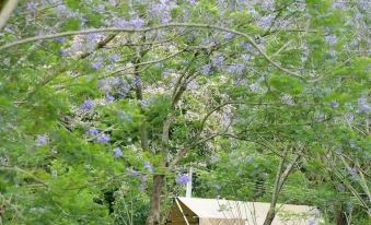 T Manor Tent camp