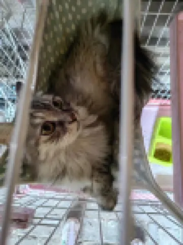 Ziqi Wenge Hotel (Pingyao Muming)