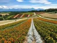 Furano Resort Orika - Mountain view