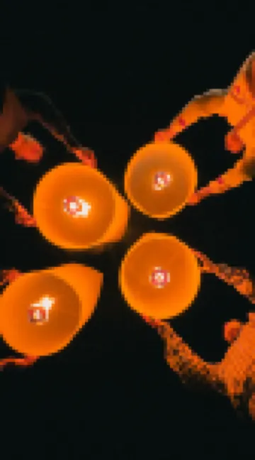 เดอะแคมเปี้ยน