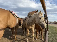 E Sirige Homestay Inn, Damao Banner, Xilamuren Grassland, Baotou City, Inner Mongolia - 2 stelle