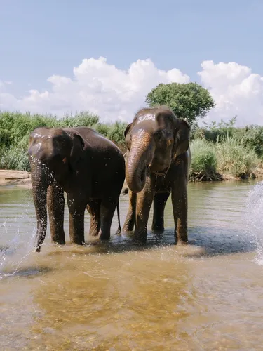 รูปภาพของKO-KONG-Fai Elephant Camp