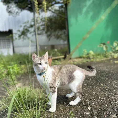 Dearest Home Garden