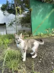 Dearest Home Garden