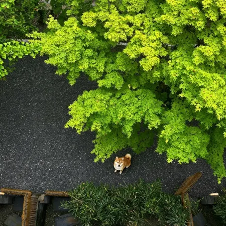 Yanyu Qingcheng Dream Garden Vacation Apartment (Qingchengshan Town)