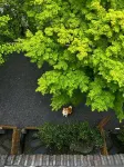 Yanyu Qingcheng Dream Garden Vacation Apartment (Qingchengshan Town)