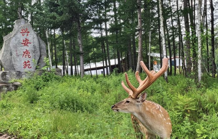Fenglin Xing'an Deer Garden (Wuying National Forest Park)