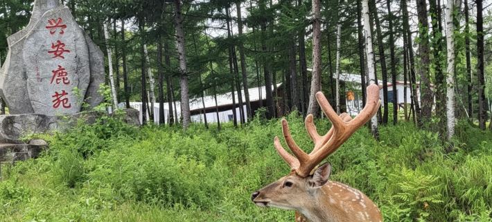 Fenglin Xing'an Deer Garden (Wuying National Forest Park) Hotels in Fenglin County